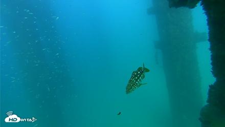Scripps Pier Underwater Live Webcam - Sep 17, 2026, 4:50pm PDT