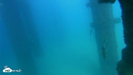 Scripps Pier Underwater Live Webcam - Sep 19, 2026, 3:30pm PDT
