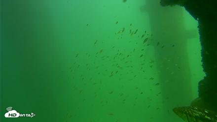 Scripps Pier Underwater Live Webcam - Sep 18, 2026, 2:45pm PDT