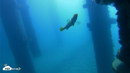 Scripps Pier Underwater Live Webcam - Oct 21, 2026, 10:05am PDT