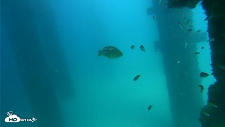 Scripps Pier Underwater Live Webcam - Sep 17, 2026, 2:45pm PDT