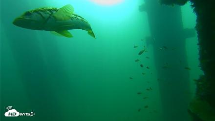 Scripps Pier Underwater Live Webcam - Sep 23, 2026, 8:51am PDT