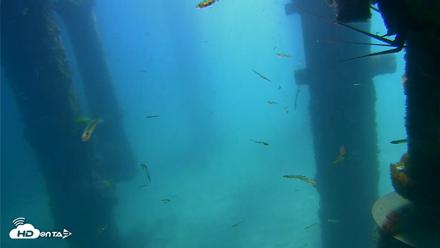 Scripps Pier Underwater Live Webcam - Apr 10, 2026, 11:03am PDT