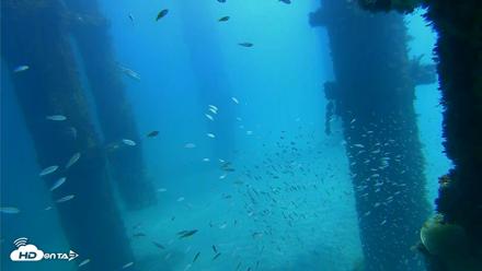 Scripps Pier Underwater Live Webcam - Oct 6, 2026, 12:10pm PDT