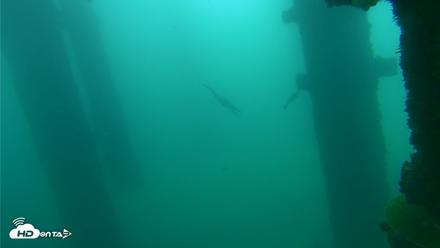 Scripps Pier Underwater Live Webcam - Oct 12, 2026, 10:14am PDT