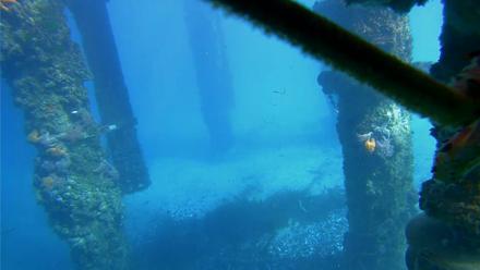 Scripps Pier Underwater Live Webcam - Jan 17, 2026, 2:09pm PST