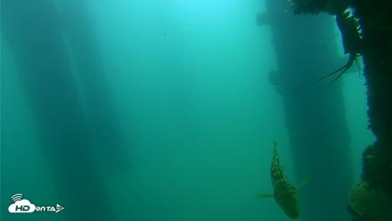 Scripps Pier Underwater Live Webcam - Sep 18, 2026, 10:45am PDT