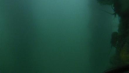 Scripps Pier Underwater Live Webcam - Jul 12, 2025, 8:12pm PDT