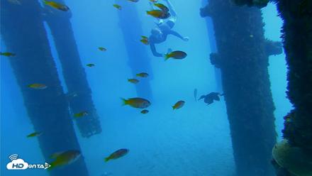 Scripps Pier Underwater Live Webcam - Oct 7, 2026, 12:49pm PDT