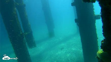 Scripps Pier Underwater Live Webcam - Oct 7, 2026, 11:12am PDT
