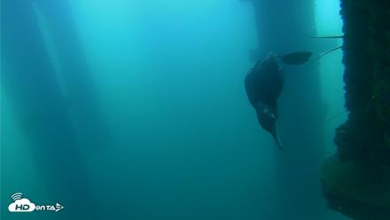 Scripps Pier Underwater Live Webcam - Aug 31, 2026, 8:14am PDT