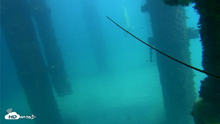 Scripps Pier Underwater Live Webcam - Oct 6, 2026, 1:27pm PDT
