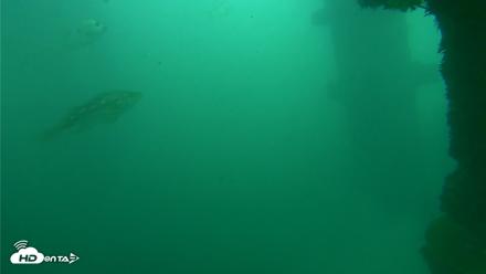 Scripps Pier Underwater Live Webcam - Oct 11, 2026, 12:05pm PDT