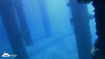 Scripps Pier Underwater Live Webcam - Oct 19, 2026, 11:02am PDT