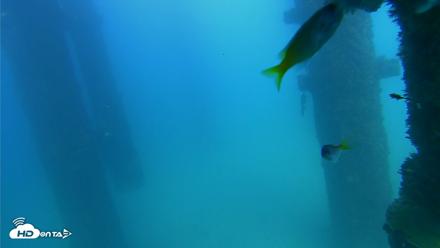 Scripps Pier Underwater Live Webcam - Sep 20, 2026, 3:42pm PDT