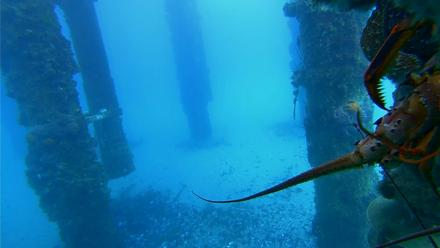Scripps Pier Underwater Live Webcam - Jan 28, 2026, 2:56pm PST