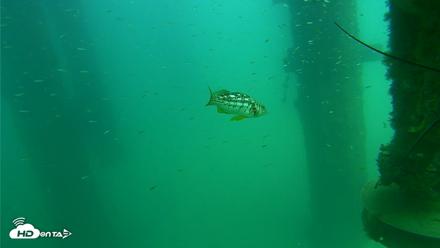 Scripps Pier Underwater Live Webcam - Aug 14, 2026, 2:29pm PDT