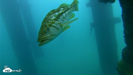 Scripps Pier Underwater Live Webcam - Sep 23, 2026, 4:59pm PDT