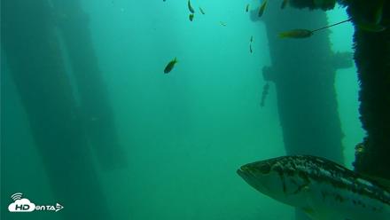 Scripps Pier Underwater Live Webcam - Oct 8, 2026, 11:40am PDT