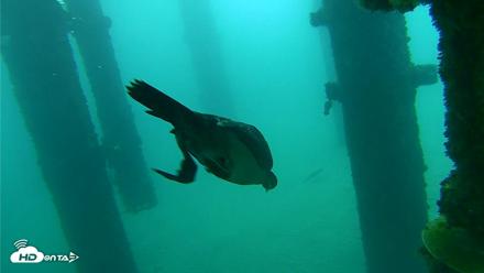 Scripps Pier Underwater Live Webcam - Oct 8, 2026, 9:34am PDT