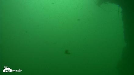 Scripps Pier Underwater Live Webcam - Sep 29, 2026, 10:32am PDT