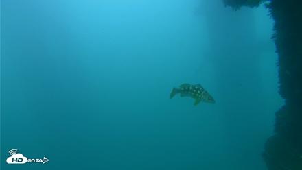 Scripps Pier Underwater Live Webcam - Sep 29, 2026, 6:14pm PDT