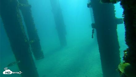 Scripps Pier Underwater Live Webcam - Oct 7, 2026, 10:01am PDT