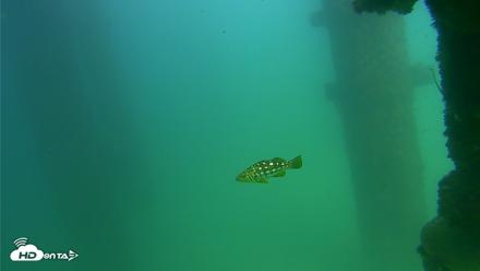 Scripps Pier Underwater Live Webcam - Sep 18, 2026, 3:18pm PDT