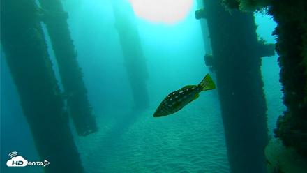 Scripps Pier Underwater Live Webcam - Oct 19, 2026, 7:52am PDT