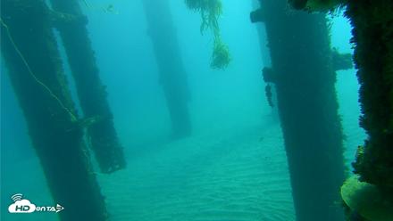 Scripps Pier Underwater Live Webcam - Oct 17, 2026, 10:56am PDT