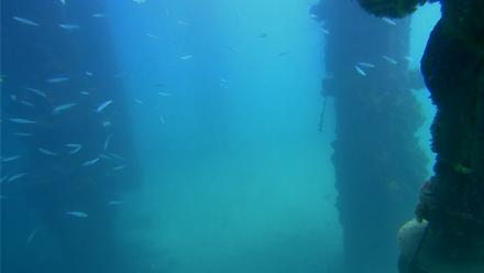 Scripps Pier Underwater Live Webcam - Sep 18, 2025, 12:53pm PDT