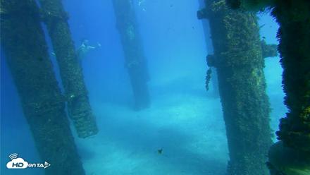 Scripps Pier Underwater Live Webcam - Oct 18, 2026, 3:37pm PDT