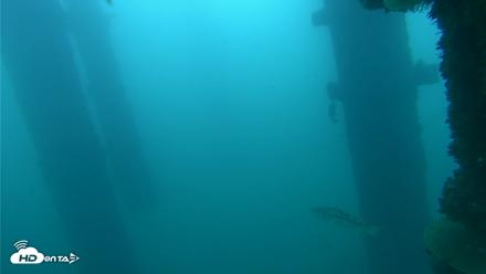 Scripps Pier Underwater Live Webcam - Oct 15, 2026, 7:30am PDT