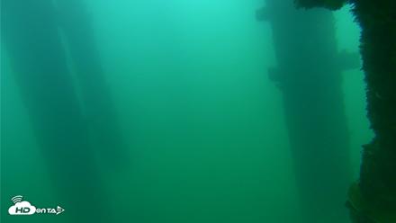 Scripps Pier Underwater Live Webcam - Sep 24, 2026, 8:16am PDT