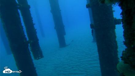 Scripps Pier Underwater Live Webcam - Oct 18, 2026, 7:08am PDT