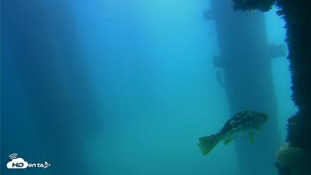 Scripps Pier Underwater Live Webcam - Sep 18, 2026, 12:34pm PDT