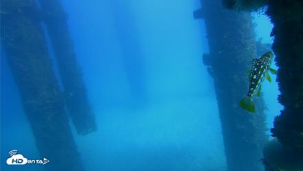 Scripps Pier Underwater Live Webcam - Oct 20, 2026, 1:48pm PDT