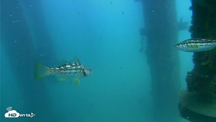 Scripps Pier Underwater Live Webcam - Aug 14, 2026, 2:51pm PDT