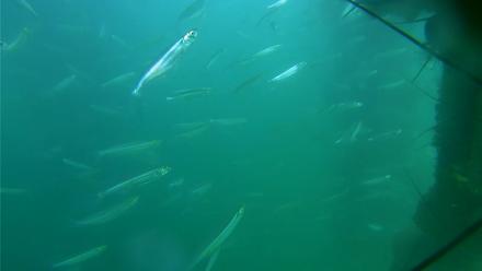 Scripps Pier Underwater Live Webcam - Aug 1, 2025, 5:13pm PDT