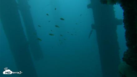 Scripps Pier Underwater Live Webcam - Oct 19, 2026, 6:49am PDT