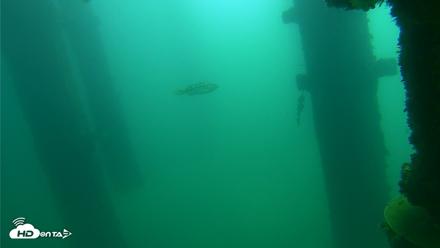 Scripps Pier Underwater Live Webcam - Oct 13, 2026, 10:52am PDT