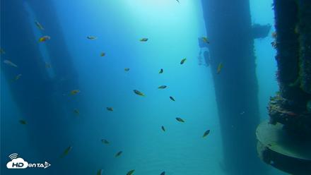 Scripps Pier Underwater Live Webcam - Aug 6, 2026, 10:00am PDT
