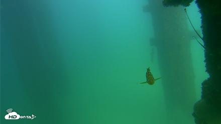 Scripps Pier Underwater Live Webcam - Sep 18, 2026, 3:15pm PDT