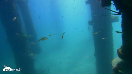 Scripps Pier Underwater Live Webcam - Apr 10, 2026, 11:03am PDT