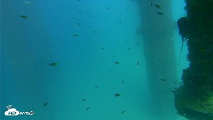 Scripps Pier Underwater Live Webcam - Aug 25, 2026, 4:30pm PDT