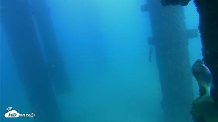 Scripps Pier Underwater Live Webcam - Sep 20, 2026, 3:36pm PDT