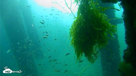 Scripps Pier Underwater Live Webcam - Oct 5, 2026, 8:32am PDT