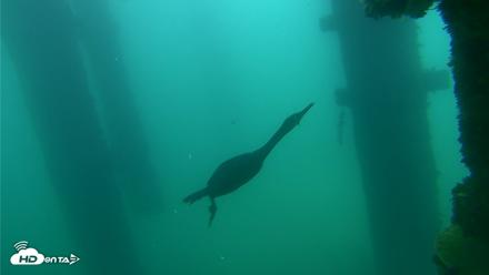 Scripps Pier Underwater Live Webcam - Sep 18, 2026, 7:56am PDT