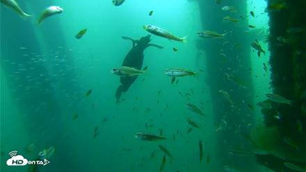 Scripps Pier Underwater Live Webcam - Aug 28, 2026, 8:32am PDT