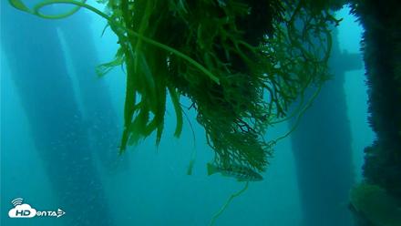 Scripps Pier Underwater Live Webcam - Oct 4, 2026, 7:20am PDT